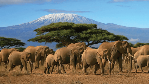 Elephants 