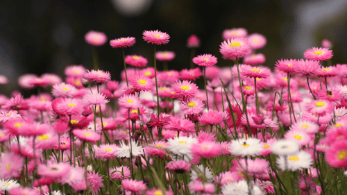 Wildflowers in Coalseam Conservation Park