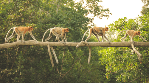 Borneo